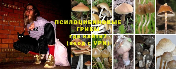 ГАЛЛЮЦИНОГЕННЫЕ ГРИБЫ Вяземский